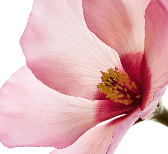 Hibiscus sabdariffa-Acides de fleur d’hibiscus sabdariffa-Hibiscus sabdariffa flower extract