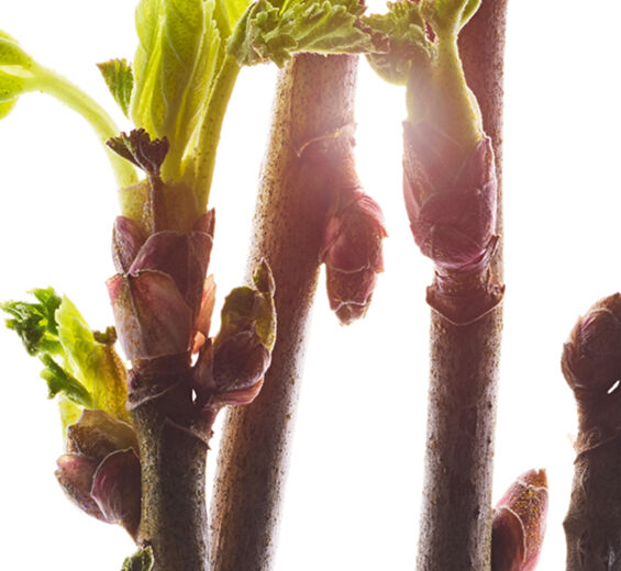Cassis-Extrait de bourgeon de cassis bio-Ribes nigrum (black currant) bud extract