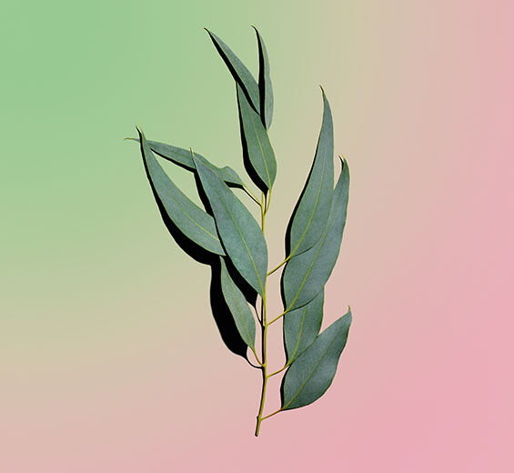 Eucalyptus-Huile essentielle d’eucalyptus bio-Eucalyptus globulus leaf oil