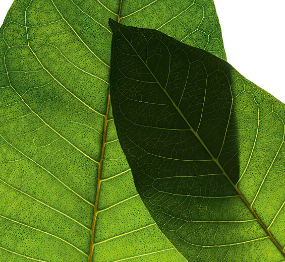 Harungana-Extrait d'harungana bio-Harungana madagascariensis extract