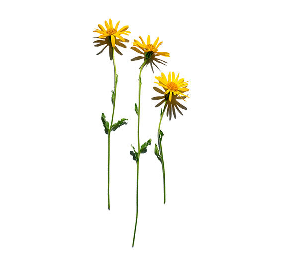 Arnica-Extrait d’arnica-Arnica montana flower extract