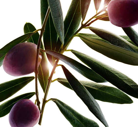 Olivier-Huile d’olive bio-Olea europaea (olive) fruit extract