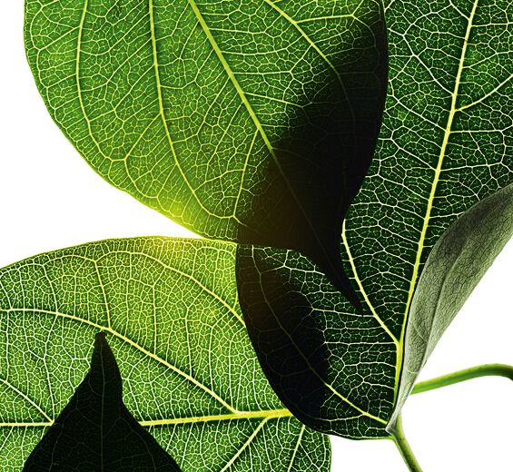 Gymn&eacute;ma-Extrait de gymn&eacute;ma-Gymnema sylvestre leaf extract