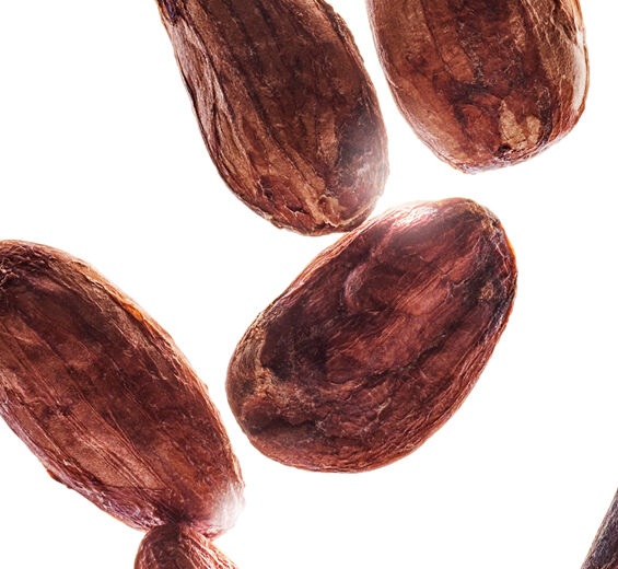 Cacaoyer-Beurre de cacao bio-Theobroma cacao (cocoa) seed butter