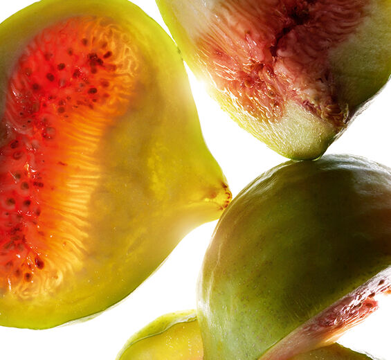 Figuier-Extrait de figue-Ficus carica (fig) fruit extract