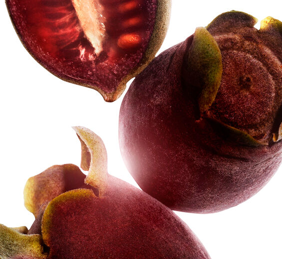 Rose-myrtle-Extrait de rose-myrtle-Rhodomyrtus tomentosa fruit extract