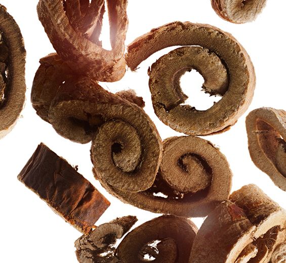 Murier blanc-Extrait de m&ucirc;rier blanc bio-Morus alba root extract