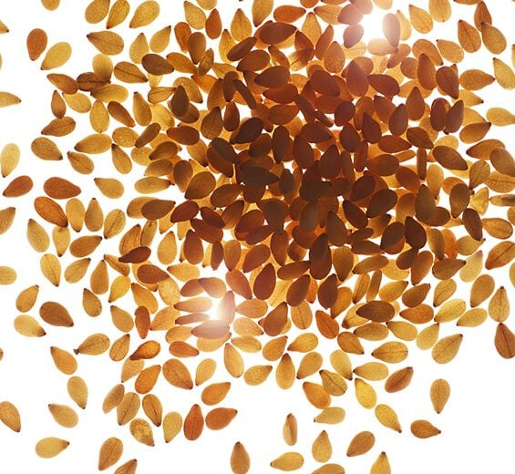 Sésame-Huile de sésame bio-Sesamum indicum (sesame) seed oil