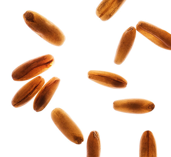 Avoine-Farine d’avoine-Avena sativa (oat) kernel flour