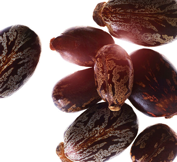 Ricin-Huile de ricin bio-Ricinus communis (castor) seed oil