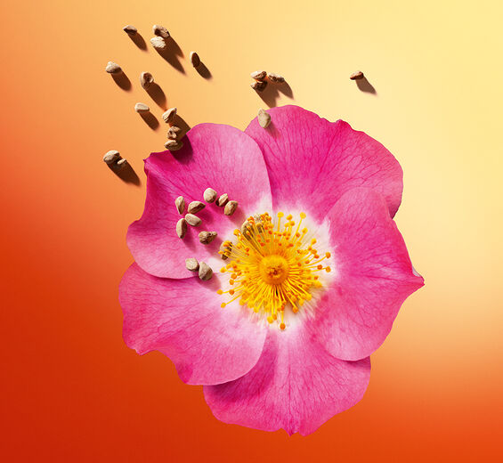 Rosier musqué-Huile de rose musquée bio-Rosa rubiginosa seed oil