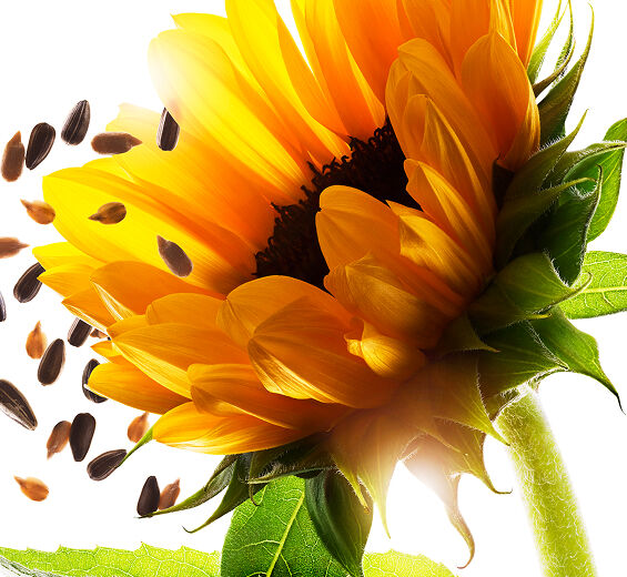 Tournesol-Cire de tournesol-Helianthus annuus (sunflower) seed wax