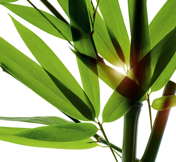 Bambou-Poudre de bambou-Bambusa arundinacea stem extract