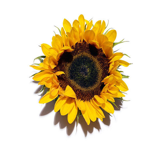 Tournesol-Cire de tournesol-Helianthus annuus (sunflower) seed wax