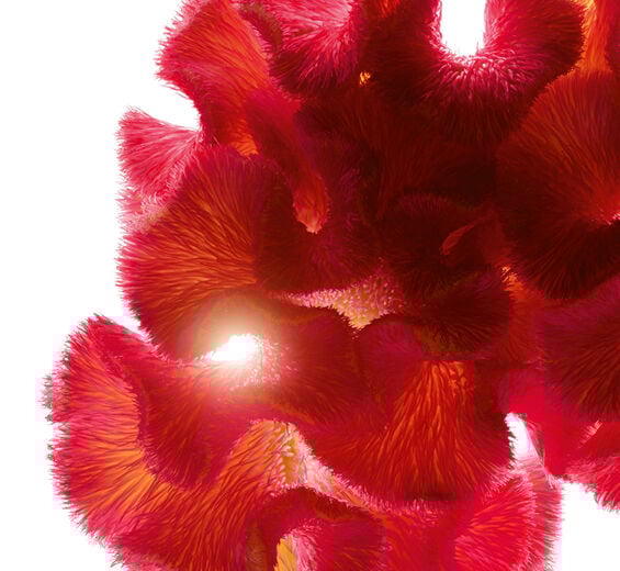 Célosie-Extrait de célosie-Celosia cristata flower extract