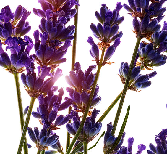 Lavande-Huile essentielle de lavande bio-Lavandula angustifolia (lavender) oil