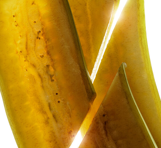 Bananier-Extrait de banane verte bio-Musa sapientum (banana) fruit extract