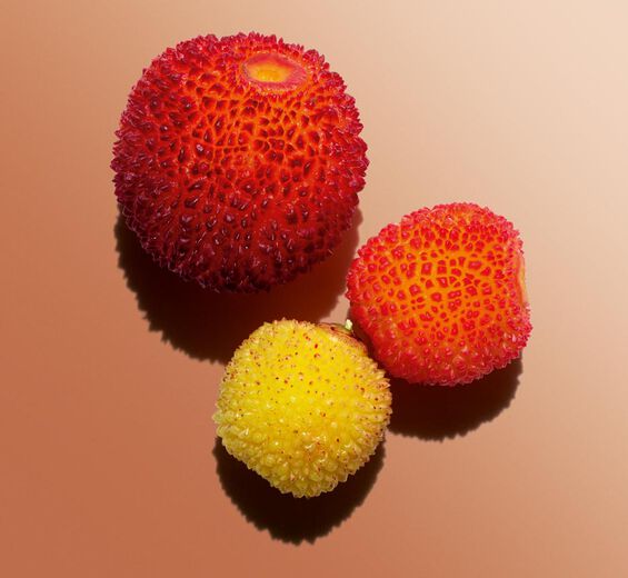 Arbousier-Extrait d’arbouse bio-Arbutus unedo fruit extract