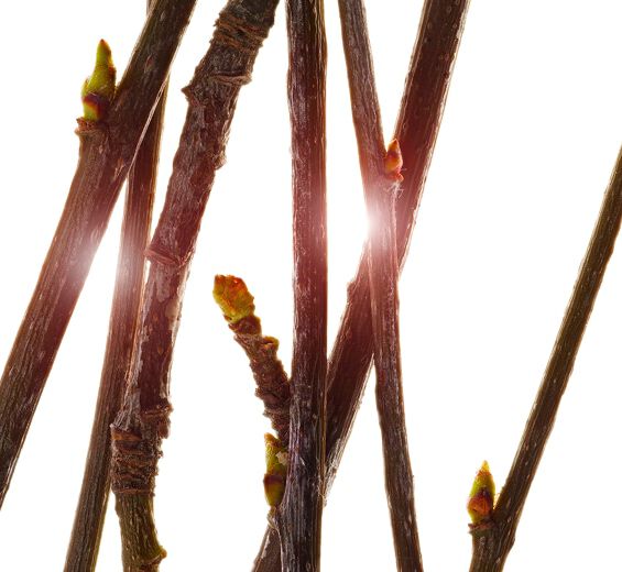 Sorbier-Extrait de bourgeon de sorbier bio-Pyrus sorbus bud extract