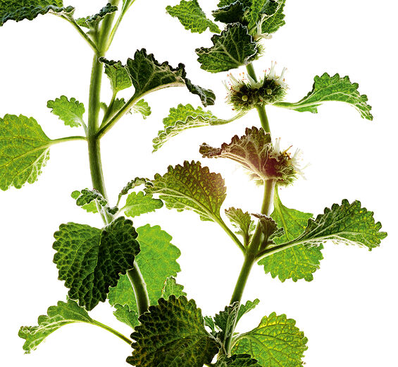 Marrube blanc-Extrait de marrube blanc bio-Marrubium vulgare extract