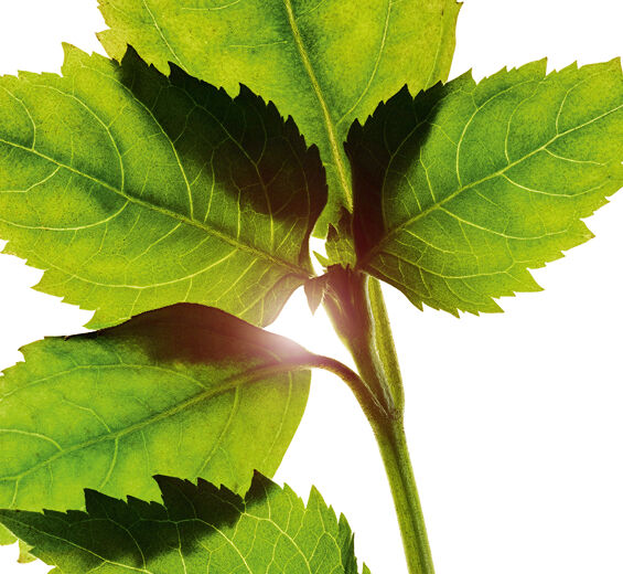 Patchouli-Huile essentielle de patchouli-Pogostemon cablin oil
