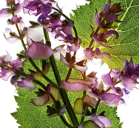 Sauge sclarée-Huile essentielle de sauge sclarée-Salvia sclarea (clary) oil