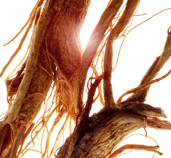 Ginseng-Extrait de ginseng-Panax ginseng root extract