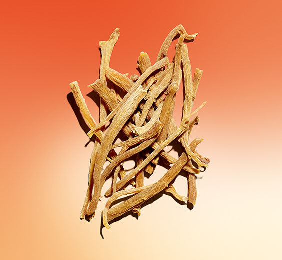 Ginseng-Extrait de ginseng-Panax ginseng root extract