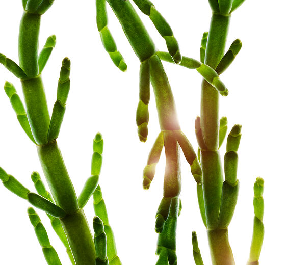 Salicorne-Extrait de salicorne bio-Salicornia herbacea extract