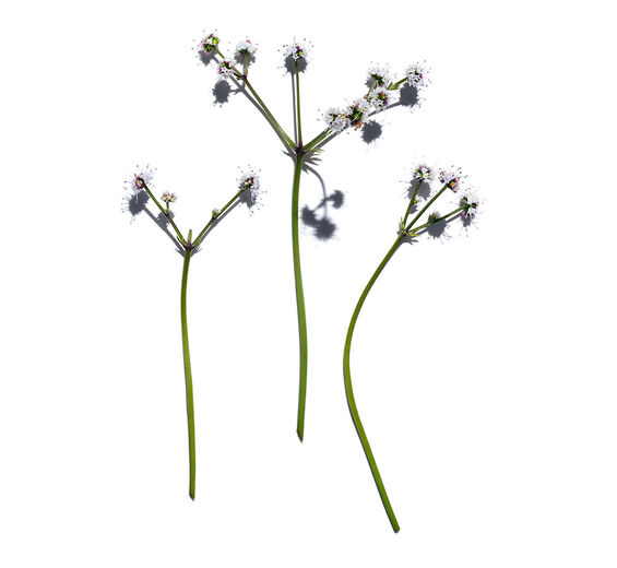 Sanicle-Extrait de sanicle bio-Sanicula europaea extract