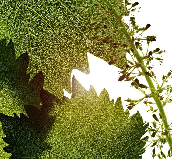 Vigne-Extrait de cellules de fleur de vigne-Vitis vinifera (grape) flower cell extract