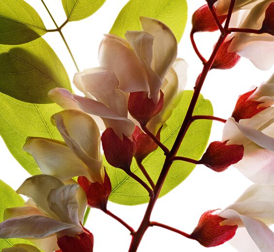 Robinier-Eau de fleur de robinier-Robinia pseudoacacia flower extract Robinier-Eau de fleur de robinier-Robinia pseudoacacia flower extract