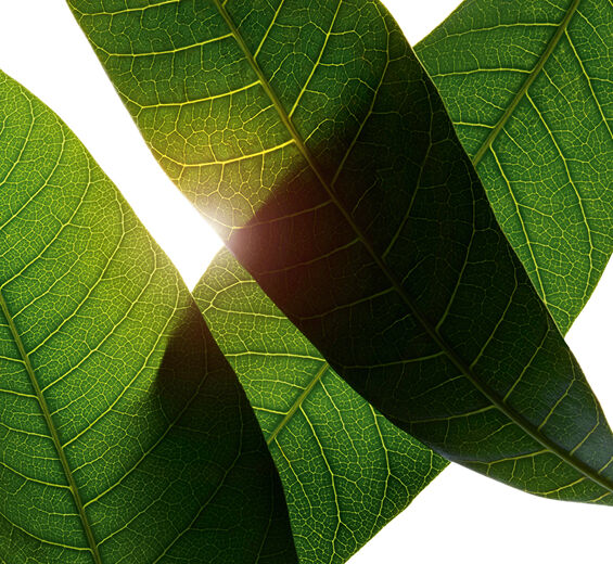 Manguier-Extrait de feuille de manguier bio-Mangifera indica (mango) leaf extract