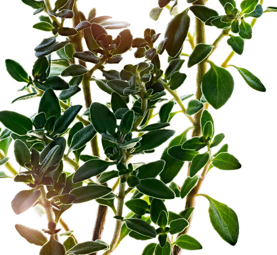 Thym citron-Extrait de thym citron-Thymus citriodorus flower/leaf extract