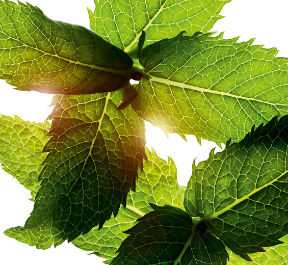 Menthe des champs-Huile essentielle de menthe des champs-Mentha arvensis leaf oil