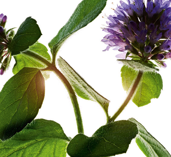 Menthe aquatique-Extrait de menthe aquatique bio-Mentha aquatica leaf extract