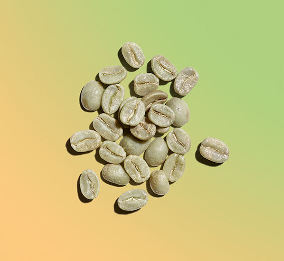 Caféier robusta-Extrait de café vert-Coffea robusta seed extract