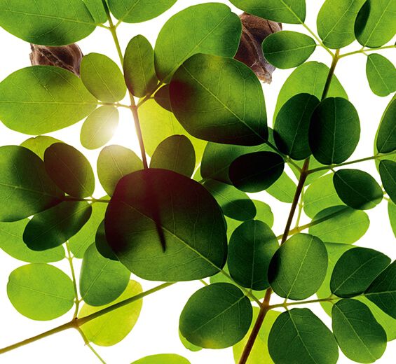 Moringa-Extrait de moringa-Moringa oleifera seed extract