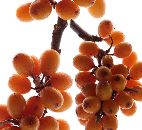 Argousier-Extrait d’argousier (plante bio)-Hippophae Rhamnoides Kernel Extract