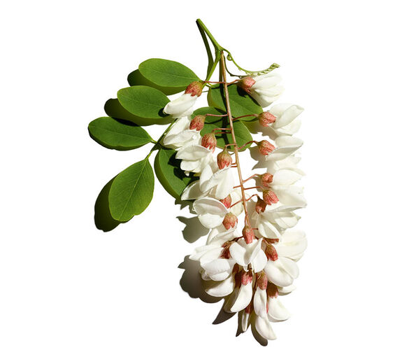 Robinier-Eau de fleur de robinier-Robinia pseudoacacia flower extract