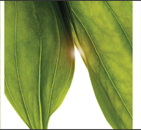 Gentiane jaune-Extrait de gentiane jaune bio-Gentiana lutea extract