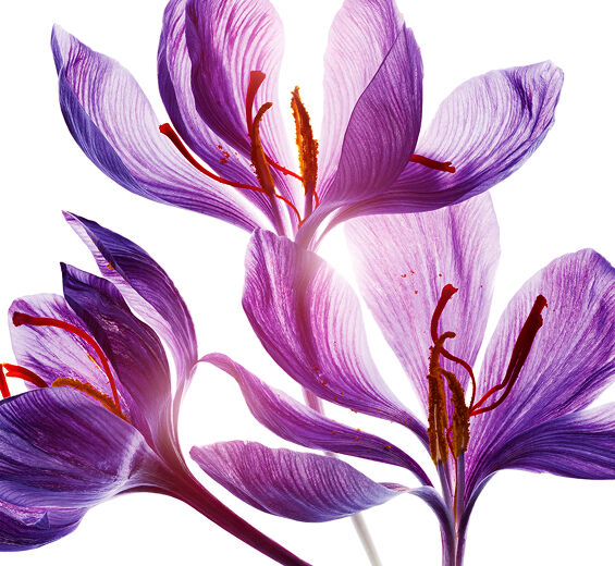 Safran-Polyphénols de fleur de safran (plante bio)-Crocus sativus flower extract
