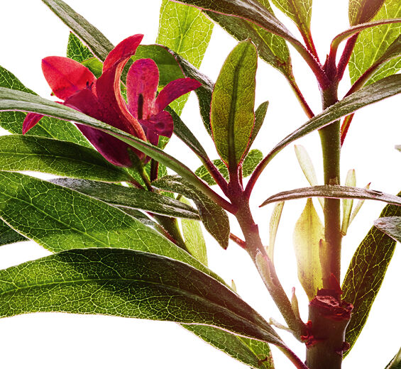 Rose des Alpes-Extrait de rose des alpes-Rhododendron ferrugineum extract