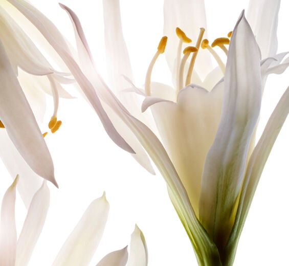 Lys de mer-Extrait de lys de mer bio-Pancratium maritimum extract