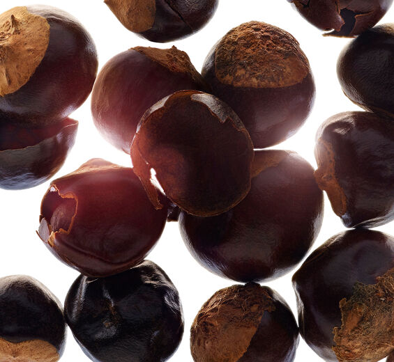 Guarana-Extrait de guarana bio-Paullinia cupana seed extract