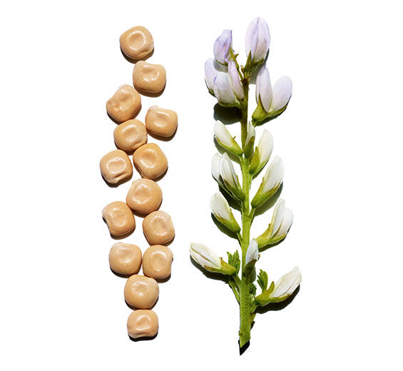 Lupin blanc-Extrait de lupin blanc bio-Hydrolyzed lupine protein