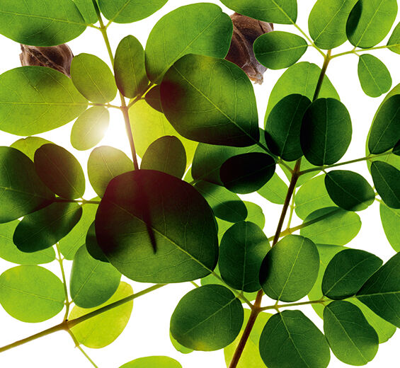 Moringa-Extrait de moringa-Moringa oleifera seed extract