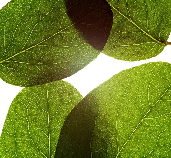 Cognassier-Extrait de feuille de cognassier-Cydonia oblonga leaf extract