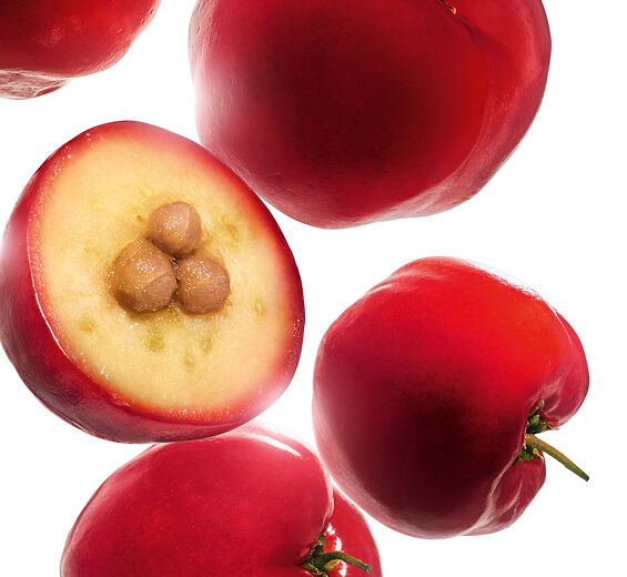 Acérola-Extrait d'acerola-Malpighia emarginata (acerola) fruit extract