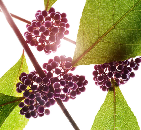 Callicarpa-Extrait de callicarpa-Callicarpa japonica fruit extract
